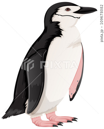 Chinstrap Penguin on White Background Chinstrap Penguin on White Background 109678082