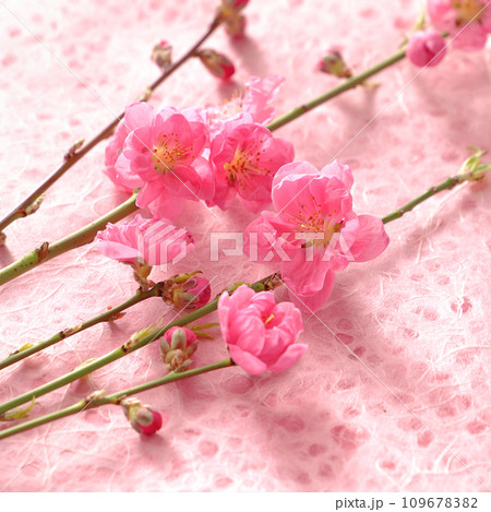 桃の花 和紙の背景 桃の花 和紙の背景 109678382