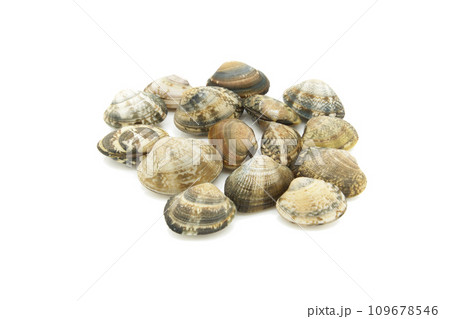 背景を白く飛ばしたあさり 背景を白く飛ばしたあさり 109678546