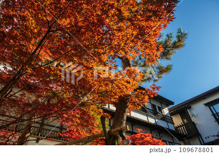 温泉街に輝く紅葉 秋の草津温泉 温泉街に輝く紅葉 秋の草津温泉 109678801