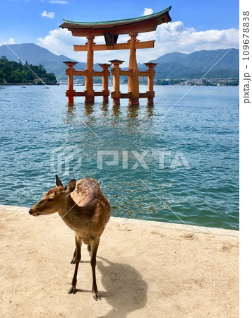 厳島神社と鹿 109678838