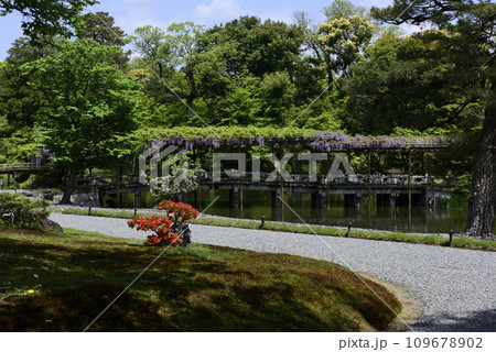 京都仙洞御所　南池　八ッ橋と藤棚 109678902