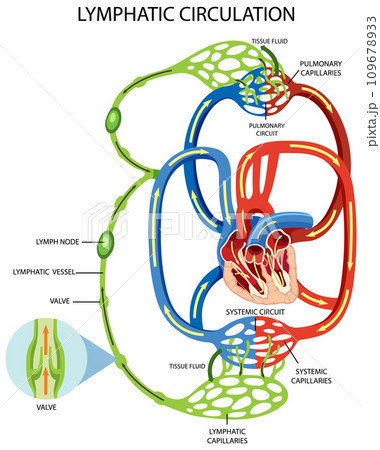 Lymphatic Circulation System Diagram Lymphatic Circulation System Diagram 109678933