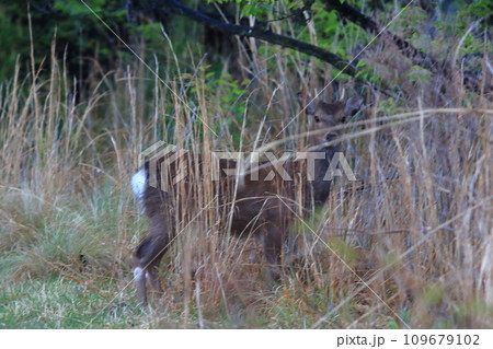 鹿と遭遇 109679102