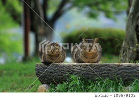 仲良し猫 109679105