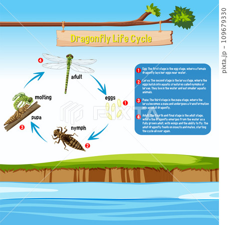Dragonfly Life Cycle Infographic 109679330
