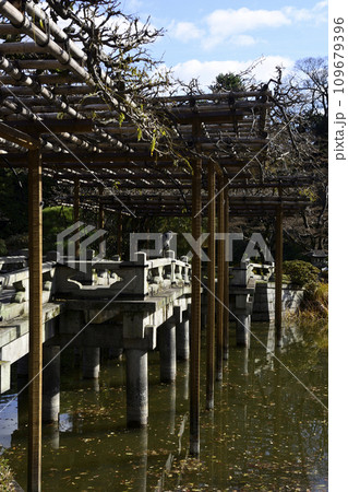 京都仙洞御所　南池　八ッ橋　冬枯れの光景 109679396