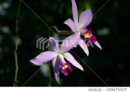 レリア・アンケプス　ランの花 109679507