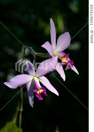 レリア・アンケプス ランの花 レリア・アンケプス ランの花 109679508