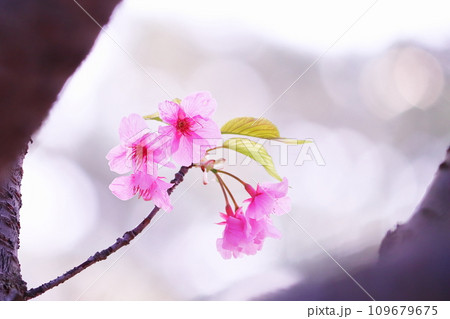 春の日差しを浴びて咲く美しい桜 春の日差しを浴びて咲く美しい桜 109679675
