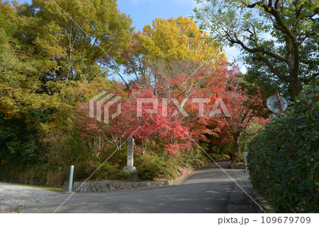 秋の曼殊院 参道の紅葉 京都市左京区 秋の曼殊院 参道の紅葉 京都市左京区 109679709