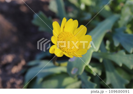 冬の庭に咲く黄色いキバナヒナギク(クリサンセマム・ムルチコーレ)の花 冬の庭に咲く黄色いキバナヒナギク(クリサンセマム・ムルチコーレ)の花 109680091