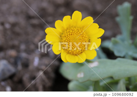 冬の庭に咲く黄色いキバナヒナギク（クリサンセマム・ムルチコーレ）の花 109680092