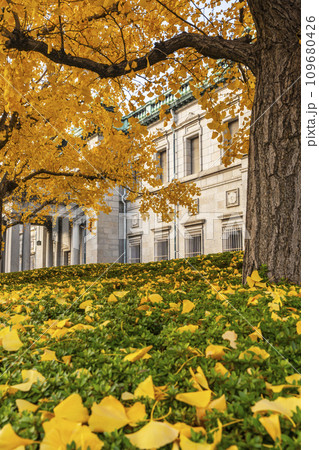 秋の大阪　日本銀行大阪支店と銀杏 109680426