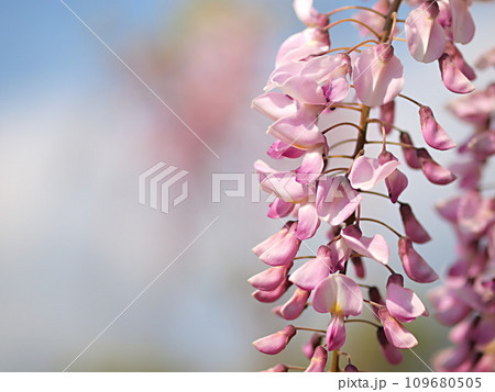 ピンク色の藤の花 109680505