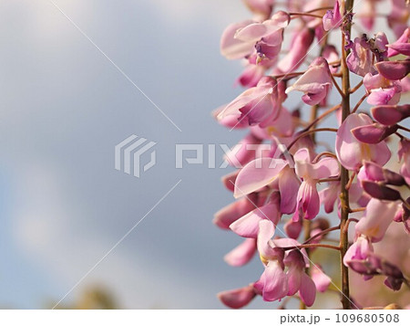 ピンク色の藤の花 ピンク色の藤の花 109680508