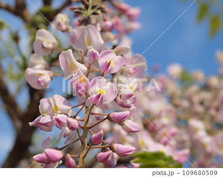 ピンク色の藤の花 ピンク色の藤の花 109680509