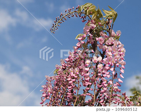 ピンク色の藤の花 ピンク色の藤の花 109680512