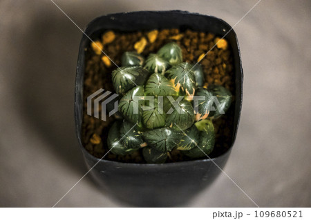 多肉植物　ハオルチア　OMオブツーサ錦 109680521