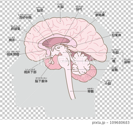 脳の断面図　頭部シルエットあり（グレー）　名称あり 109680683