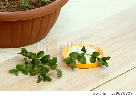 Cuttings of boxwood, lat. Buxus sempervirens, and stimulator 109680805