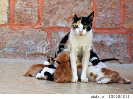 A mother cat with cute kittens. 109680811