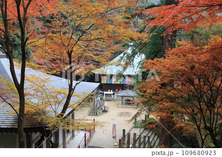紅葉の名所「四国別格二十霊場第十番札所西山興隆寺」三重塔前から見る本堂と大師堂 109680923