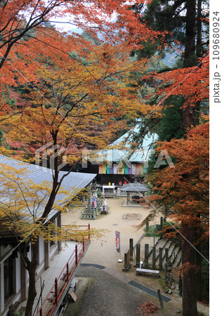 紅葉の名所「四国別格二十霊場第十番札所西山興隆寺」三重塔前から見る本堂と大師堂 109680924