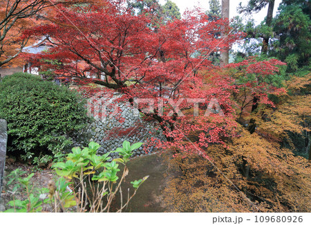 紅葉の名所「四国別格二十霊場第十番札所西山興隆寺」聖天堂と本堂の壇の石垣を納経所横から見る 109680926