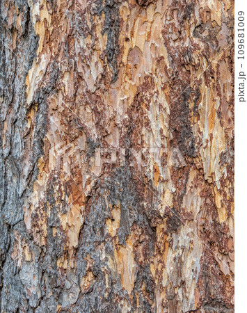 Texture of pine bark background Texture of pine bark background 109681009