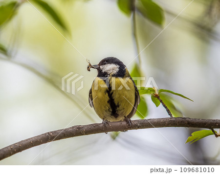 Great Tit sitting in a hedge with flys in its beak 109681010