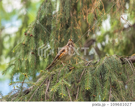 Wood bird Redwing, Turdus iliacus, sits on tree branch 109681027