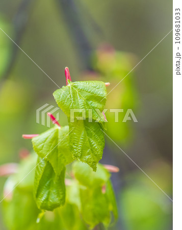 Tilia cordata, the small-leaved lime or small-leaved linden branch with fresh leaves in spring Tilia cordata, the small-leaved lime or small-leaved linden branch with fresh leaves in spring 109681033