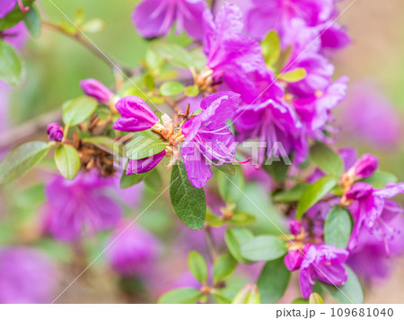Pink flowers of Siberian rhododendron copy space. Rhododendron dauricum. Spring flowering of Altai rhododendron. 109681040