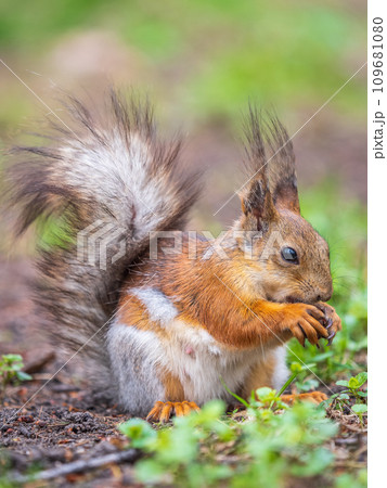 Squirrel eats a nut while sitting in green grass. Eurasian red squirrel, Sciurus vulgaris 109681080