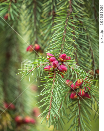 Fir branches with fresh shoots in spring. 109681086