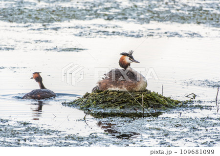 Great Crested Grebe, Podiceps cristatus, water bird sitting on the nest, nesting time on the green lake Great Crested Grebe, Podiceps cristatus, water bird sitting on the nest, nesting time on the green lake 109681099