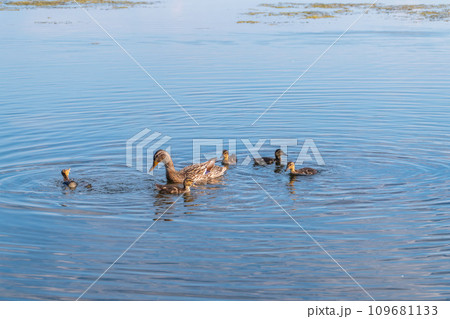 A family of ducks, a duck and its little ducklings are swimming in the water. The duck takes care of its newborn ducklings. Mallard, lat. Anas platyrhynchos 109681133