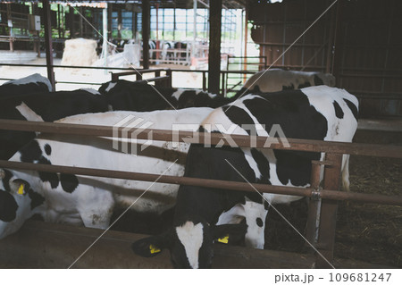 ranch 109681247