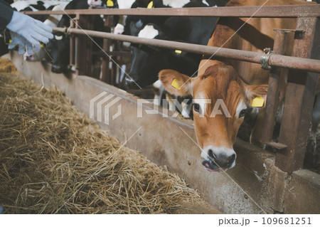 ranch ranch 109681251