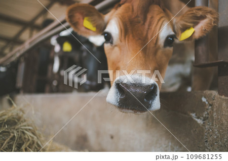 ranch ranch 109681255