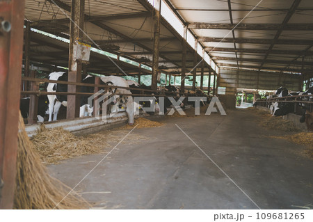 ranch ranch 109681265