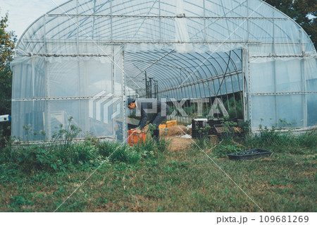 vegetable field vegetable field 109681269