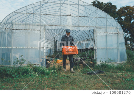 vegetable field vegetable field 109681270