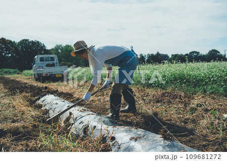 vegetable field vegetable field 109681272