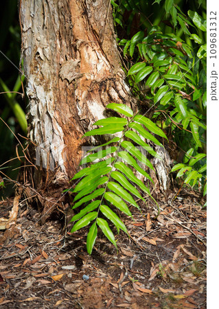 green leaf fern and its small parts green leaf fern and its small parts 109681312