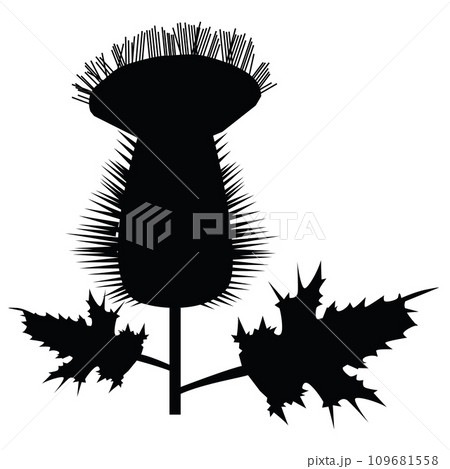 Thistle icon. Cirsium thistle sign. Flower milk symbol. Scotland plant logo. flat style. 109681558