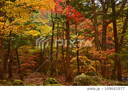 八ヶ岳の紅葉　森の息遣い 109681877