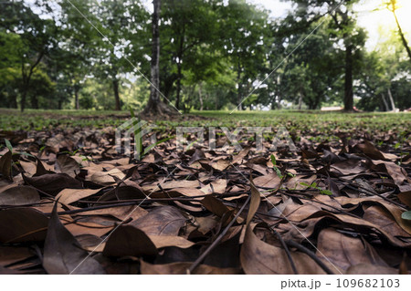 Dry leaves on the ground Dry leaves on the ground 109682103