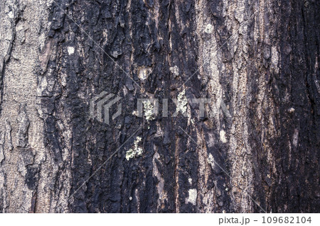 Closeup view of wooden tree trunk Closeup view of wooden tree trunk 109682104